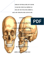 Anatomia Huesos Del Cráneo