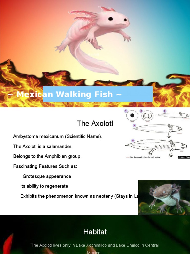 Adaptation And Evolution Axolotl Organisms Nature