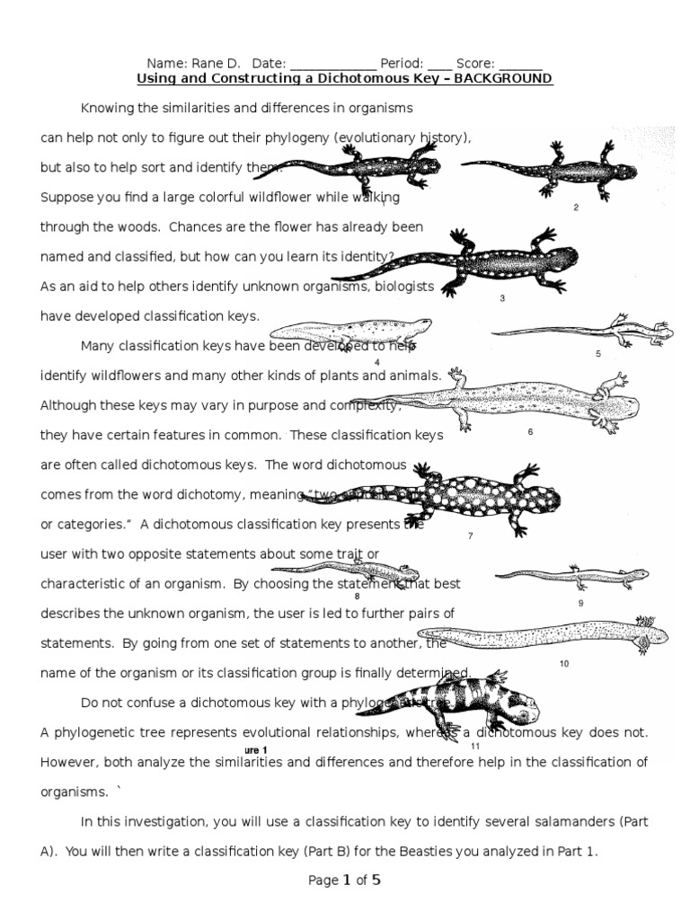 worksheet Classifying Organisms Worksheet dichotomous key lizard taxonomy biology species