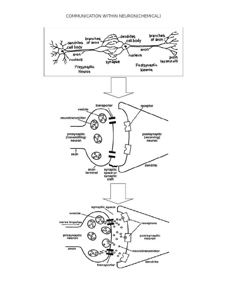 Chemical Communication in Neurons | PDF