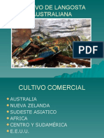Cultivo de Langosta Australiana-140916202721-Phpapp02
