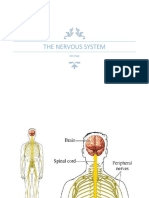 Nervous System Handouts