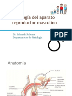 Fisiología masculino 2016