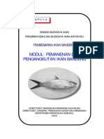 Pembesaran Ikan Bandeng Pem