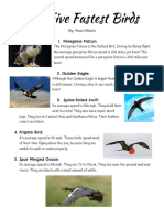 Top 5 Fastestbirds