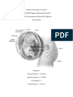 Desarrollo Fetal