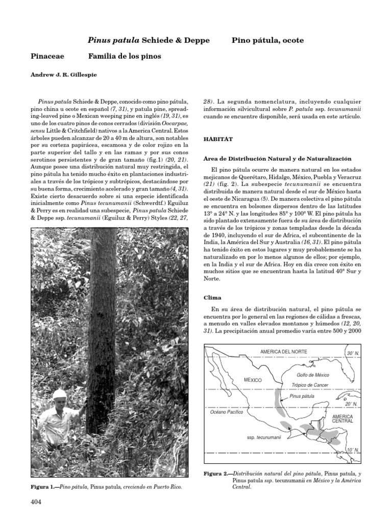 Pino Pátula: Distribución y Cultivo | PDF | Arboles | Horticultura y ...