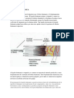 TEORÍA HIDRODINÁMICA