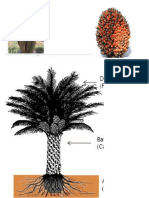 morfologi kelapa sawit