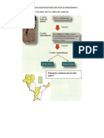 Los Circuitos Agroindustriales Del Área Extrapampeana