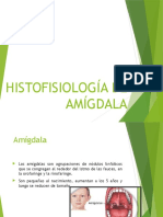 Histofisiología de Agmídala