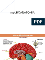 NEUROANATOMÍA