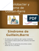 Campilobacter y Sindrome de Guillain Barre