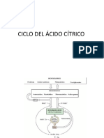 Ciclo Acido Citrico