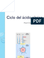 Ciclo de Krebs - Producción de energía en la mitocondria