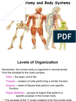 humanbody systems 