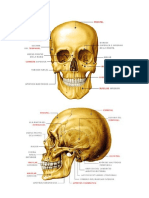 Huesos Del Craneo