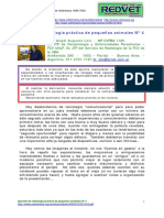 Radiologia veterinaria N°4