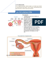 Trabajo Cris Fecundacion y Embarazo