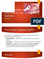 Blood Vessels: The Human Transport System: Sbi3U