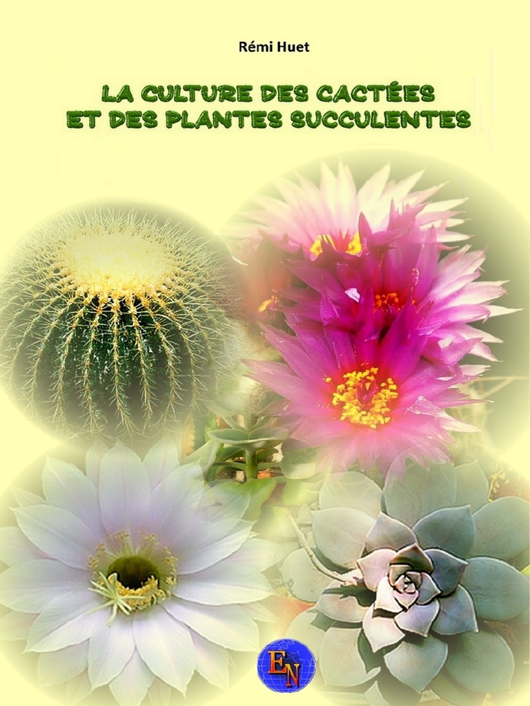 Tout savoir sur le Cactus ! - Vert Bobo