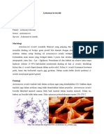 Actinomyces Israelii