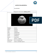 Album Foraminifera