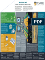 Neural Stem Cell Poster