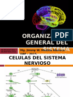 Organización General Del Sistema Nervioso