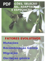 Biologia - Mutação, Adaptação, Seleção Natural e Especiação