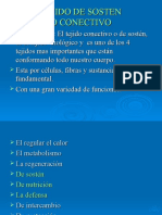 Tejido conectivo: funciones y características