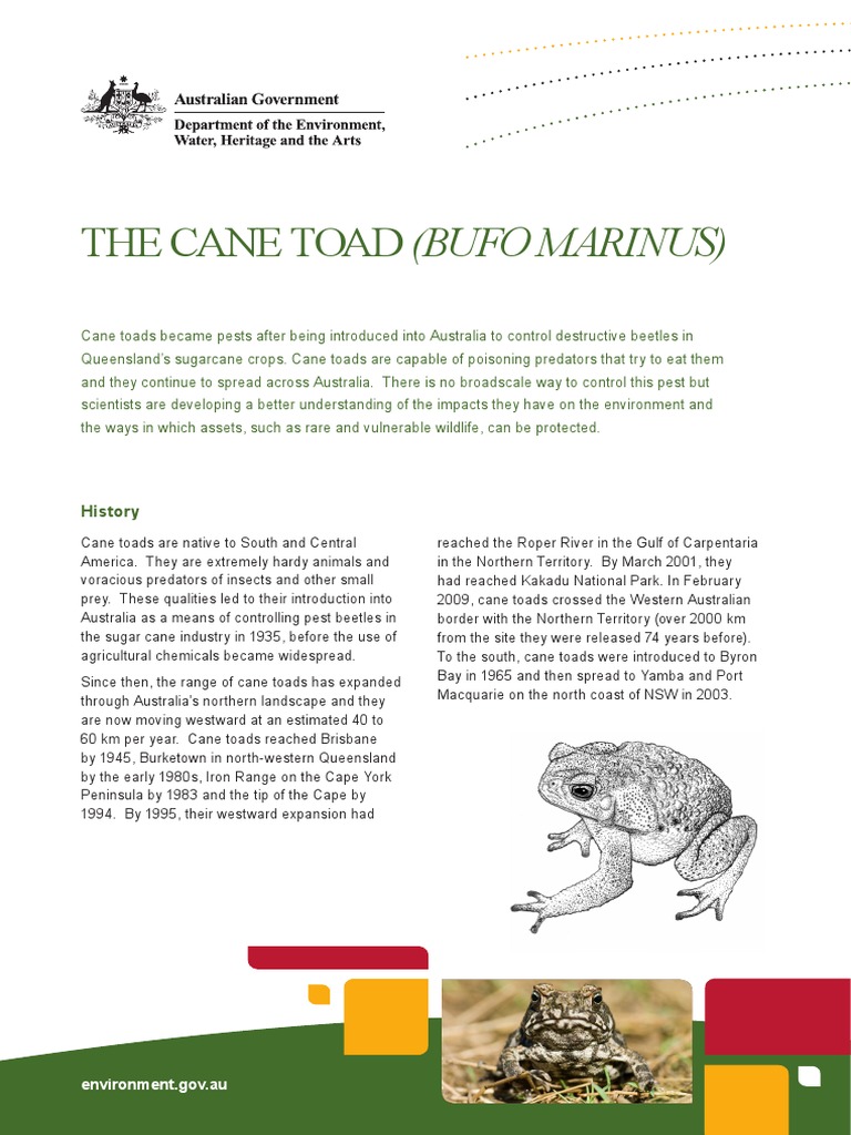 Cane Toad Fs | PDF | Frog | Predation