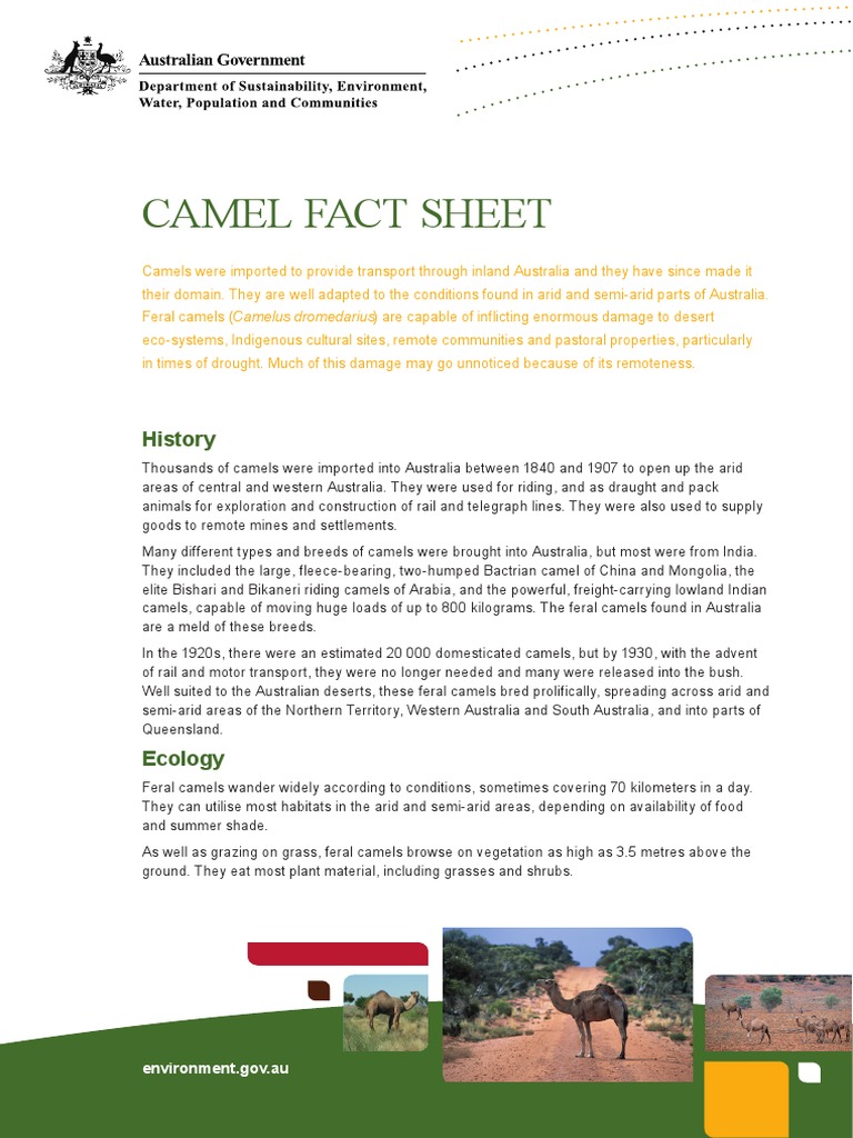 Extinct Western Camel Fact Sheet: Summary – STAZIE