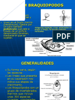 Braquiopodos PDF