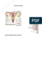 REPRODUCTIVE SYSTEM IMAGES.docx