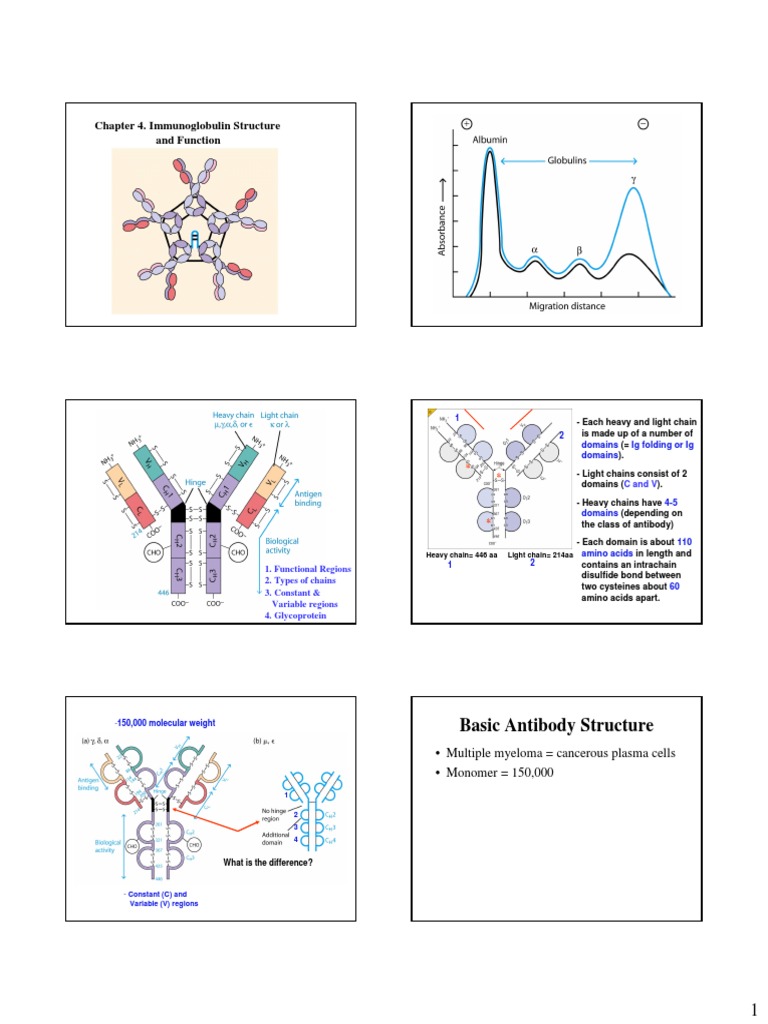 antibody structure and function.pdf Immunoglobulin G Antibody