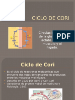 Exp. Ciclo de Cori