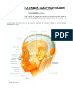 Resumen Musculos de La Cara