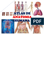 atlasdeanatomiahumana-edwinambulodegui-130906205135-