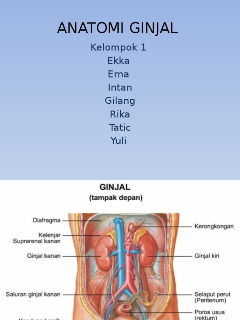 Unduh 40 Koleksi Gambar Ginjal Kanan Kiri Terbaik 