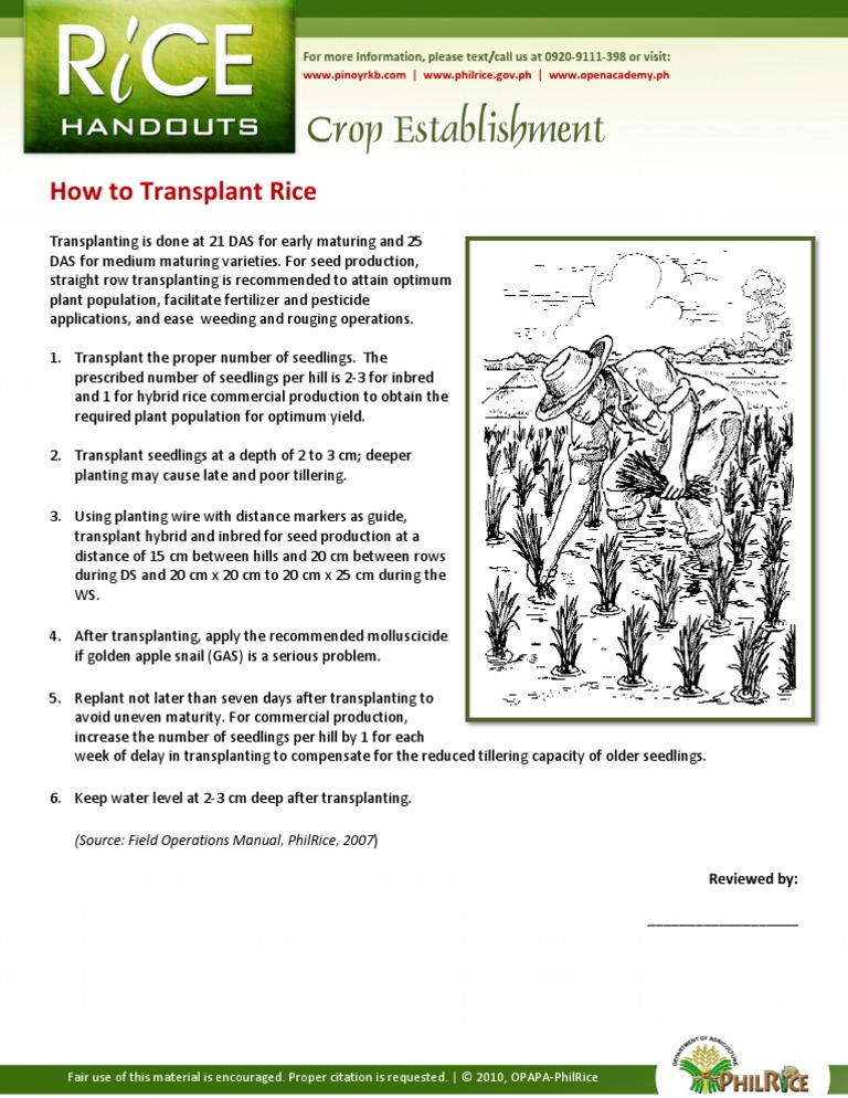 How To Transplant Rice | PDF | Home & Garden | Science & Mathematics