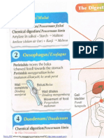 Proses Pencernaan PDF