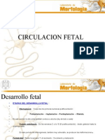 Circulacion Fetal