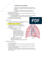 1.Anatomia Del Corazon