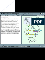 brief coagulation cascade 