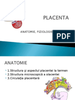 2. Placenta