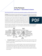 Perineum - The Anatomy of The Perineum