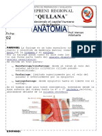 digestivo separata