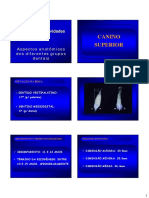 Anatomia dos dentes permanentes