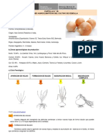 Condiciones Agroclimaticas Cebolla 0 PDF